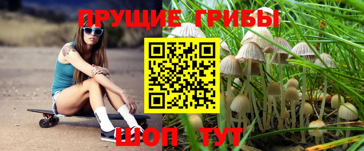 Псилоцибиновые грибы Cubensis Пермь